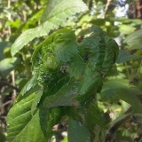 Mravi na ribizli - kako se riješiti